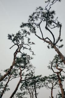 Обои № 645451 branches