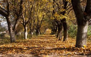 Обои № 646034 trail