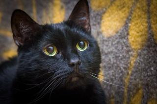 Обои № 647176 black