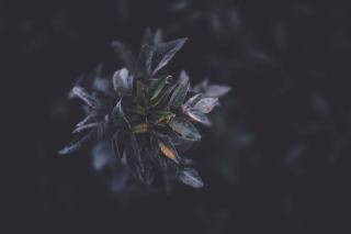 Обои № 647432 dark
