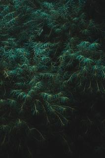Обои № 647904 leaves