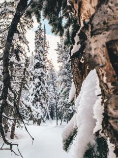 Обои № 648725 winter