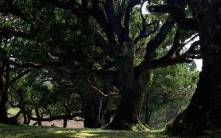 Обои № 648771 trees