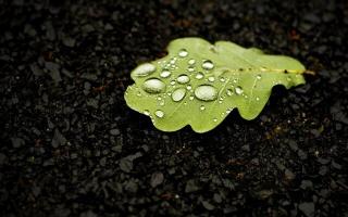 Обои № 649015 nature