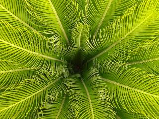 Обои № 649279 nature