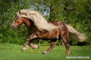 Самые красивые лошади мира 5