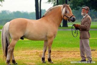 Самые красивые лошади мира 7