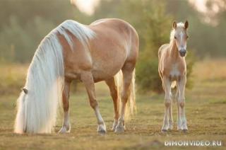 Самые красивые лошади мира 9