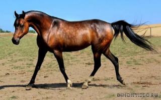 Самые красивые лошади мира 11