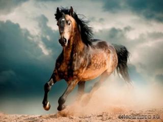 Самые красивые лошади в мире: краткое описание лучших пород