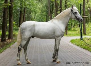 Самые красивые лошади мира 13