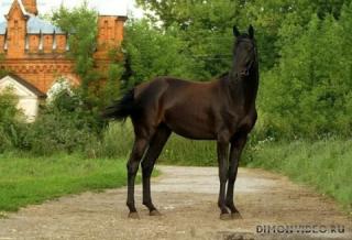 Самые красивые лошади мира 15