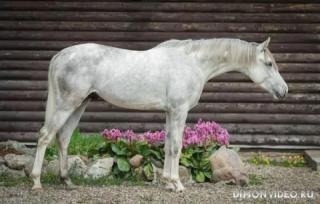Самые красивые лошади мира 16