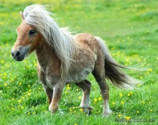 Самые красивые лошади мира 18