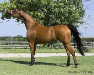 Самые красивые лошади в мире 24