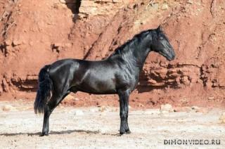 Самые красивые лошади мира 25