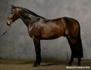 Самые красивые лошади мира 27