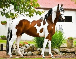 Самые красивые лошади мира 28