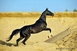 Самые красивые лошади мира 30