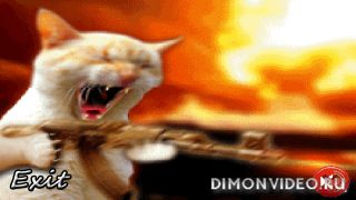Crazy Cat
