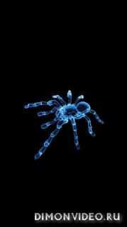 Blue Spider Splashscreen