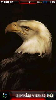 eagle2
