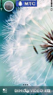 dandelion