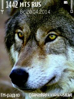 Wolf@Trewoga