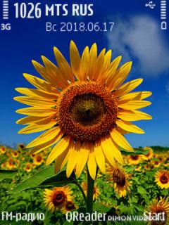 Sunflower@Trewoga