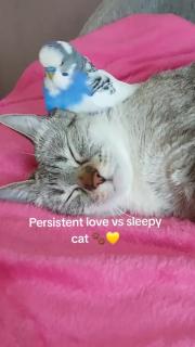 Видеоприкол  понедельника  (2025 - 10 - 27)  №65370