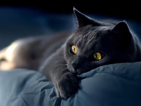 Обои 2024-06-15 №12196