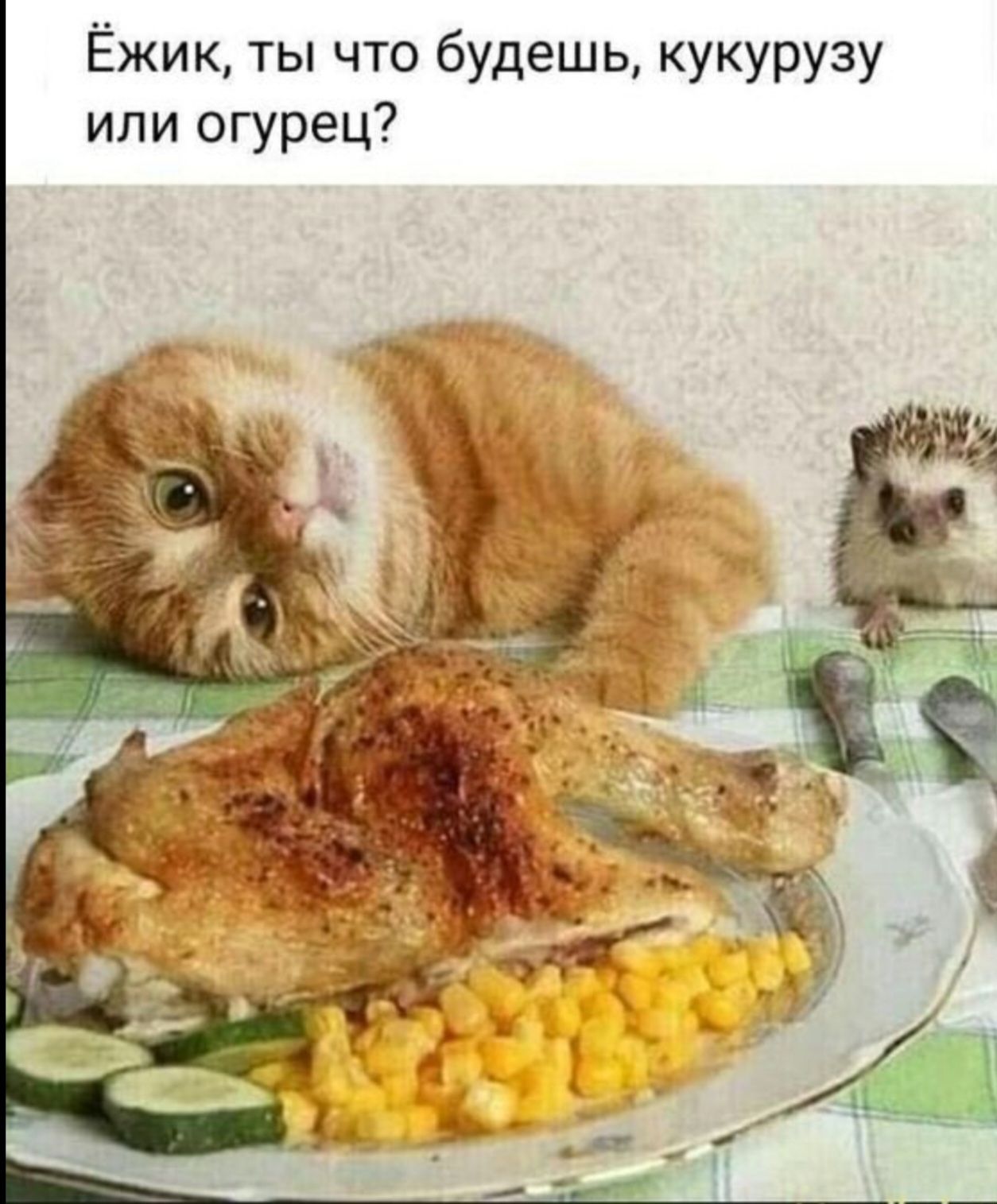 Едят ли ежи морковь