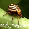 zhyk_magadan