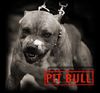 pit-bull12